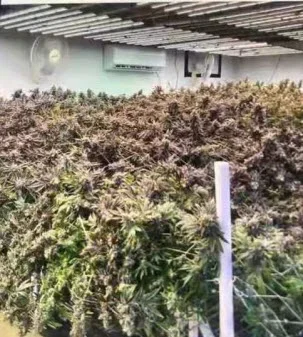 LED plant lights