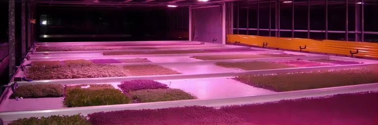 LED grow lights
